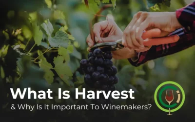 What is Harvest And Why Is It Important to Winemakers?