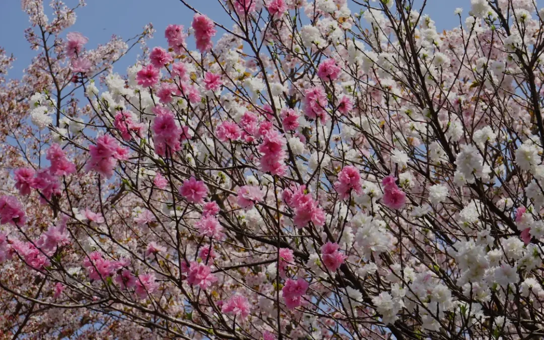 The Oak Scoop: February 2026