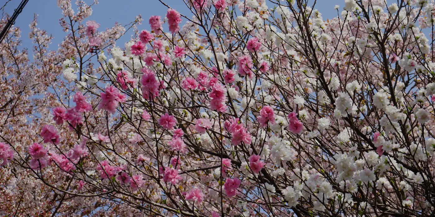 The Oak Scoop: February 2026