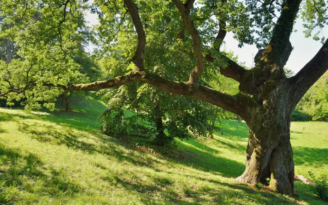 The Oak Scoop: March 2026