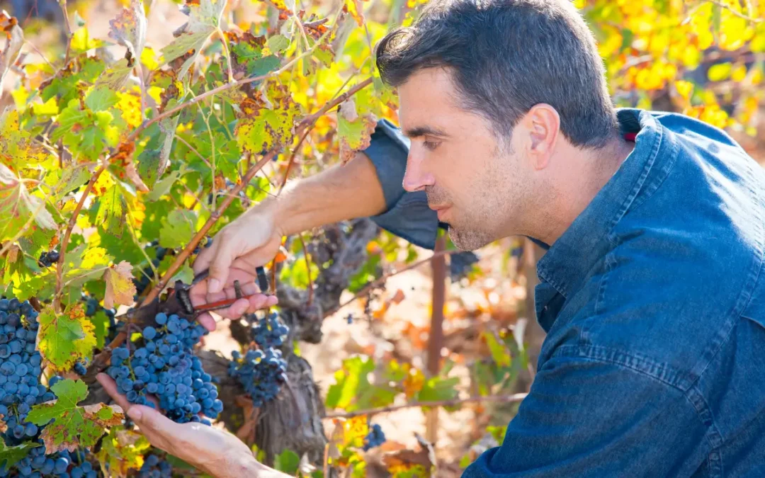 How to Use Oak With Cabernet Sauvignon