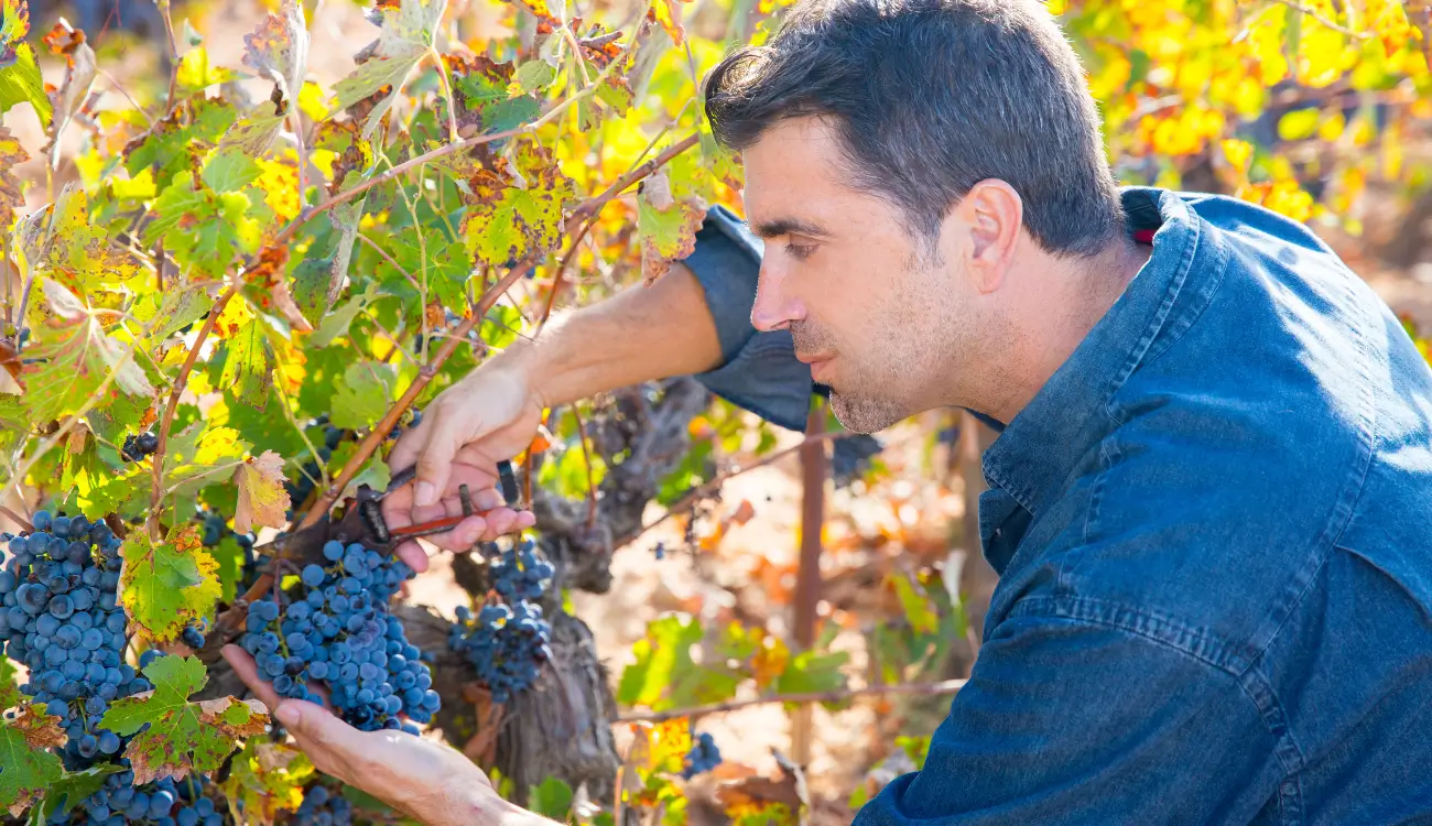 How to Use Oak With Cabernet Sauvignon